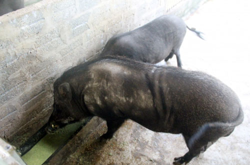 Thanh Hóa: Cho lợn rừng ăn 'chè khổng lồ', lãi 300 triệu đồng mỗi năm