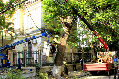 Hải Phòng rà soát, xử lý 119 cây xanh có nguy cơ mất an toàn