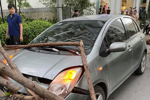 Hà Nội: Cây xanh bật gốc đè trúng ô tô đang chạy trên đường