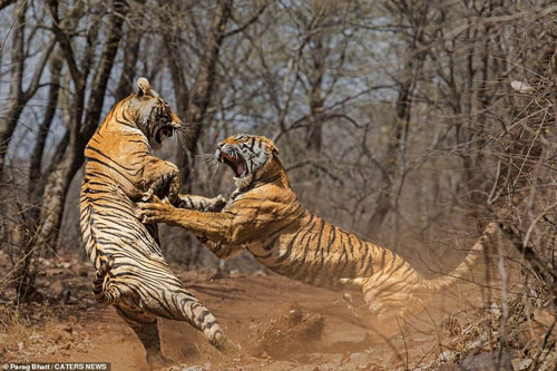 Tranh giành lãnh thổ, hai mẹ con hổ tương tàn