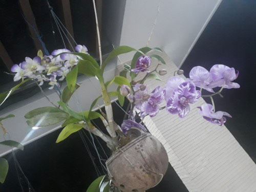 CLIP: Hướng dẫn làm chậu hoa lan bằng vỏ quả dừa