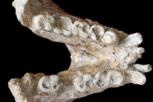 Sự thật ngã ngửa về một "loài người khác" cổ xưa và khổng lồ