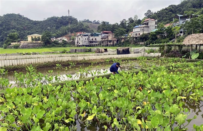 Hơn 1000m2 đất lúa được chuyển sang nuôi ốc