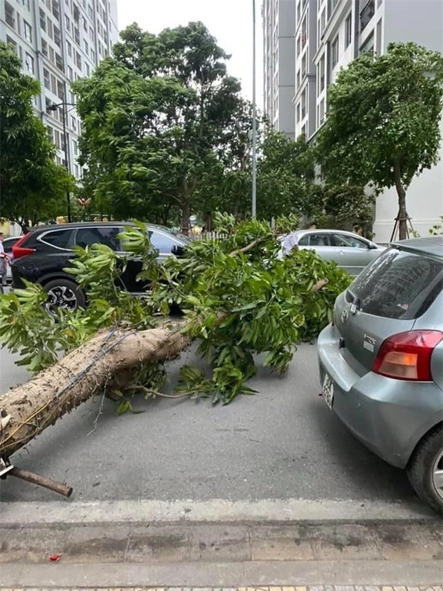 Hà Nội: Cây xanh bật gốc đè trúng ô tô đang chạy trên đường - Ảnh 2.