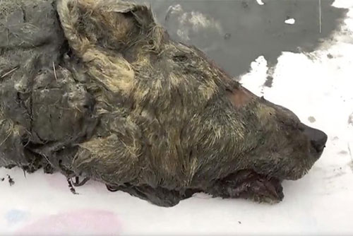 Bí ẩn bất ngờ về đầu chó sói cổ hơn 40 ngàn năm tuổi ở Nga khiến giới khảo cổ học lao đao