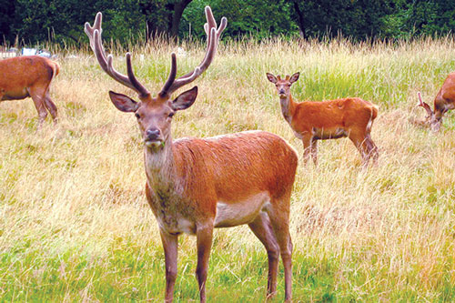 Lộc giác giao bổ dương, tăng cường sinh lực