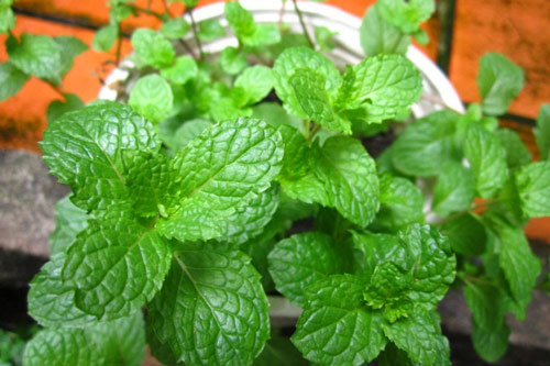 Những loại cây gia vị dễ trồng lại đuổi muỗi tốt nhất