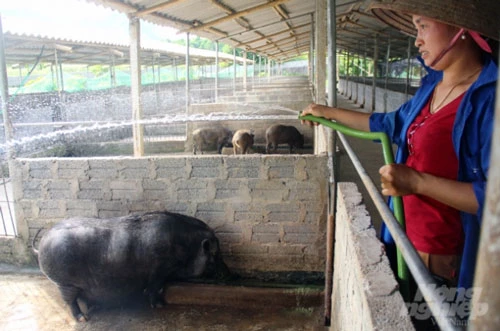 Ngoài việc rải vôi bột, phun tiêu độc khử trùng định kỳ, vào mùa nắng, lợn thường xuyên được tắm mát. Ảnh: Việt Khánh.