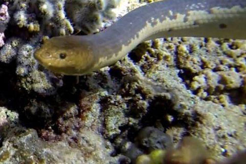 Rắn biển đã tiến hóa để nhìn được dưới nước từ 15 triệu năm trước