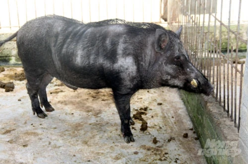 Theo anh Huân, điều quan trọng khi nuôi lợn rừng là chọn được đực giống tốt, tránh để lợn giao phối cận huyết. Vì vậy, trong trại nuôi của anh có đến 5 con lợn đực, đánh đánh số để tránh hiện tượng giao phối cận huyết. Ảnh: Việt Khánh.