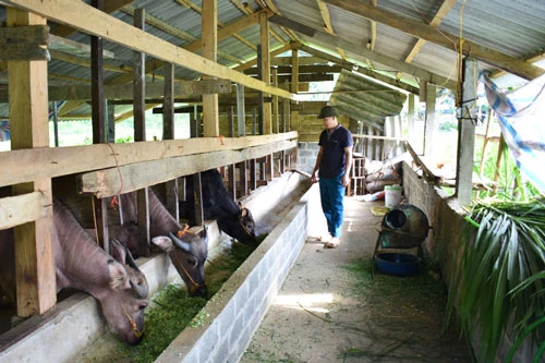 Mô hình nuôi nhốt trâu, bò của hộ ông Dương Văn Quân ở thôn Nà Mỵ, xã Giáo Hiệu đang là hướng đi mang lại thu nhập cao.