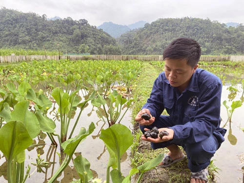 Anh Nguyễn Văn Sáu (xã Đồng Thắng, Chợ Đồn) kết hợp nuôi ốc nhồi với trồng cây tai tượng để làm thức ăn và che nắng cho ốc.