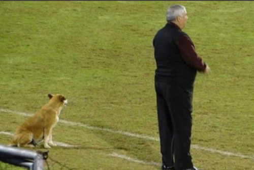 Ngộ nghĩnh chuyện chú chó đi lạc ‘tình nguyện làm trợ lý huấn luyện'