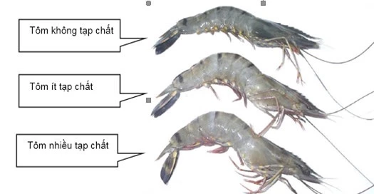 3 điểm cực dễ thấy để biết tôm bơm tạp chất, chị em chú ý kẻo ăn toàn 'chất độc' - Ảnh 1