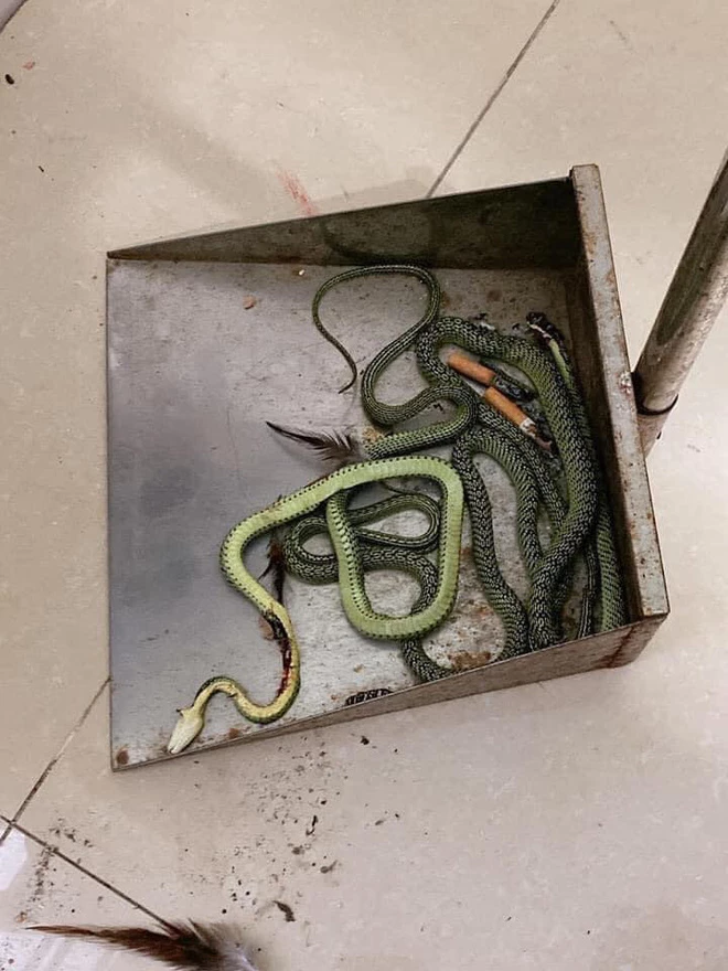 Những con rắn sau khi được lôi ra ngoài.