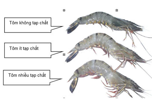 3 điểm cực dễ thấy để biết tôm bơm tạp chất, chị em chú ý kẻo ăn toàn 'chất độc'