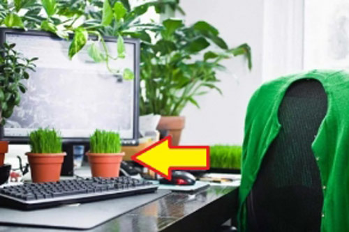 3 vật phẩm đặt trên bàn làm việc "phá phong thủy", hỏng sự nghiệp, dân văn phòng nhất định phải tránh