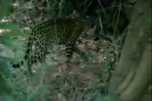 CLIP: Báo hoa mai vội vàng bỏ chạy khi gặp phải con mồi "khó xơi"