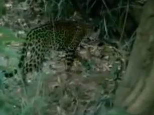 CLIP: Báo hoa mai vội vàng bỏ chạy khi gặp phải con mồi "khó xơi"