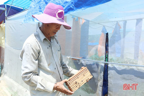 Hà Tĩnh: Nuôi ruồi lấy trứng... kiếm vài chục triệu đồng mỗi tháng