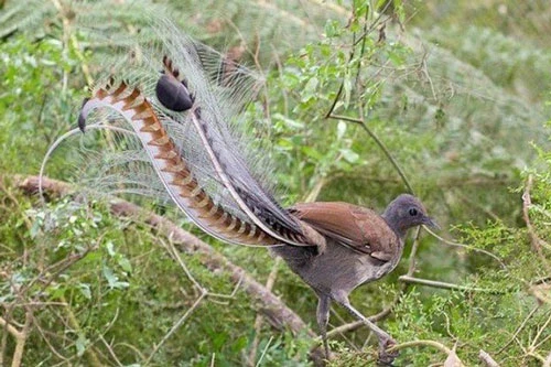 Lyrebird