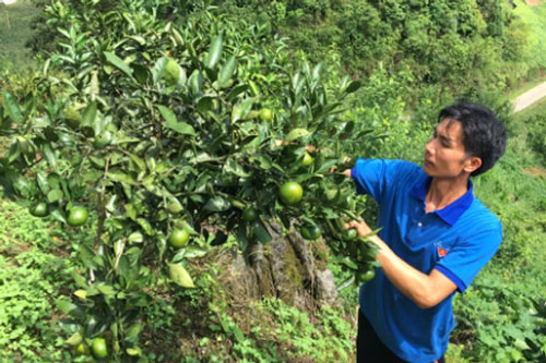 Lào Cai: Làm giàu từ mô hình chăn nuôi kết hợp trồng cây ăn quả