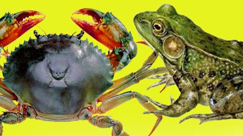 Thế giới kỳ thú: Những con vật nào kỵ nhau?