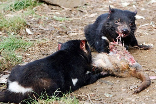 Dù có ăn nhiều bao nhiều thì Quỷ Tasmania vẫn có một thân hình hết sức cân đối.