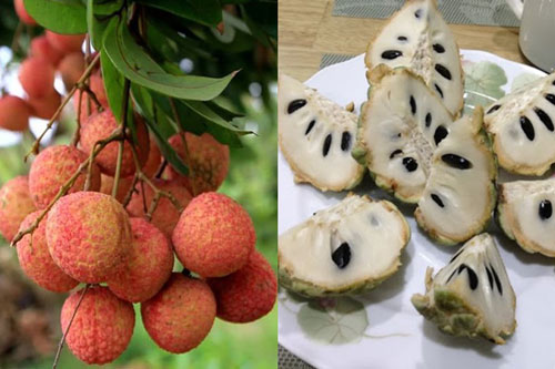 7 loại quả là “đặc sản” của mùa Hè và những lưu ý cực quan trọng khi ăn