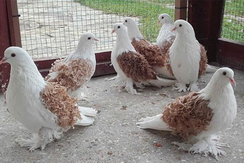 Hoá ra trên đời có lắm loài bồ câu đẹp đến thế