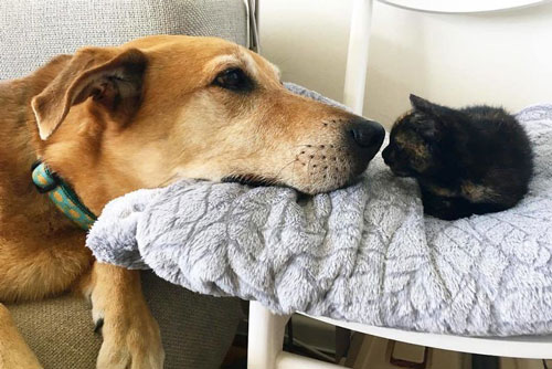 "Tan chảy" trước hình ảnh chó làm "bảo mẫu", che chở và chăm sóc cho mèo con