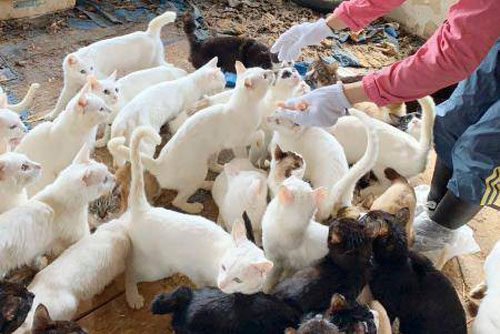 Gia đình ở Nhật Bản bị khởi tố vì... nuôi 238 con mèo