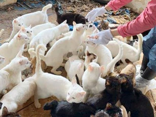 Gia đình ở Nhật Bản bị khởi tố vì... nuôi 238 con mèo