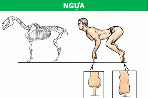 Điều gì sẽ xảy ra nếu cơ thể con người có cấu trúc tương tự động vật?