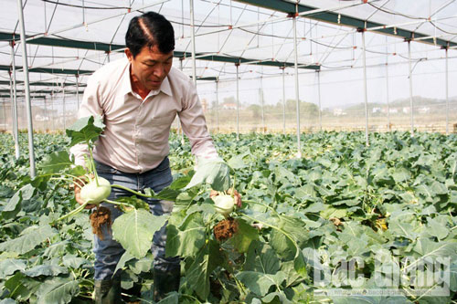 Bắc Giang: Thu hàng trăm triệu đồng từ trồng rau củ sạch