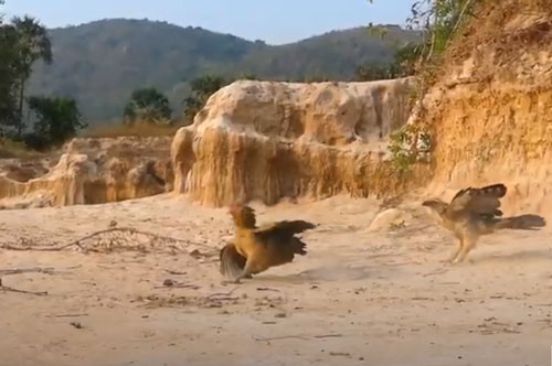 CLIP: Lao xuống bắt gà con, diều hâu bị "đánh bầm dập"