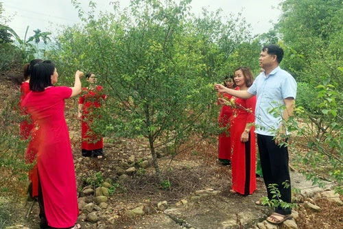 Anh Vũ Anh Tuấn, giới thiệu cho khách du lịch về vườn cây trồng mơ lông của gia đình.
