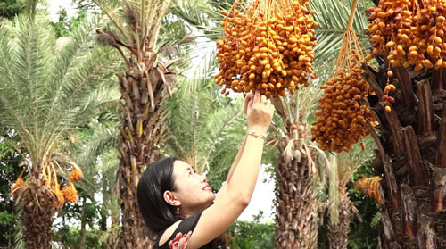 Mãn nhãn với vẻ đẹp “ngất ngây” của vườn chà là lớn nhất miền Tây