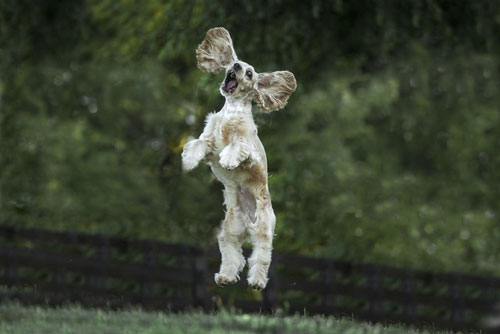 'Cười nghiêng ngả' trước những pha 'tấu hài' của các loài động vật