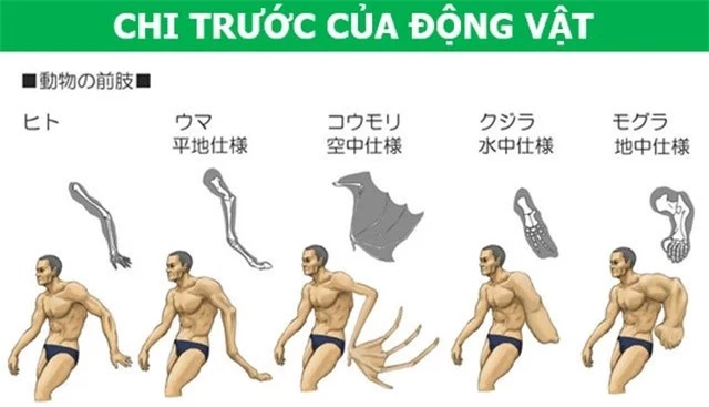 Chi trước của động vật đã được tiến hóa phân ly ra rất nhiều dạng khác nhau.