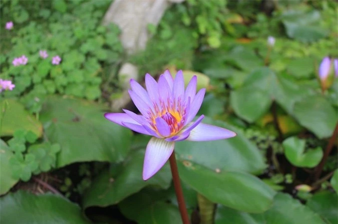 Nét đẹp mãi trường tồn cùng thời gian của Chùa Nôm - Hình 16 Net dep mai truong ton cung thoi gian cua Chua Nom-Hinh-16