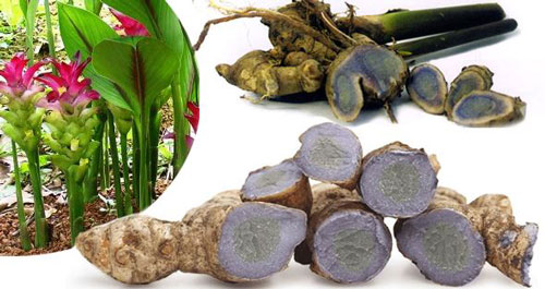 CLIP: Mách bạn mẹo trồng nghệ đen tại nhà nhanh nảy mầm