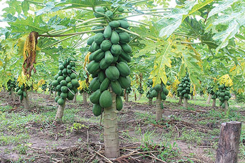 CLIP: Hướng dẫn chiết cây đu đủ cho ra nhiều rễ, phát triển khỏe mạnh và năng suất cao