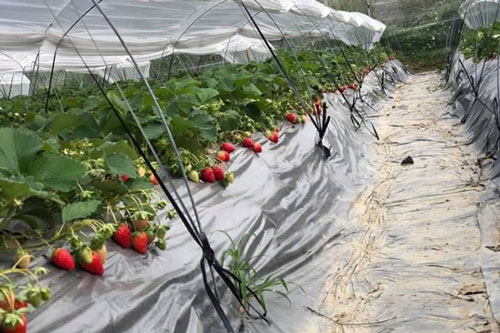 Thạc sỹ khoa học 28 tuổi và câu chuyện "bỏ phố về làng" để trồng dâu tây