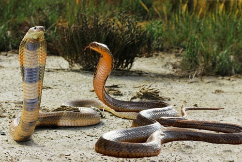 Cặp hổ mang chúa đực giao chiến kịch liệt và cái kết đầy bất ngờ