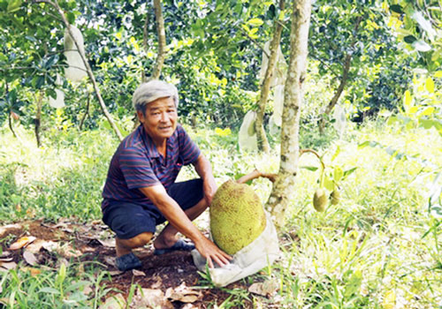 Vĩnh Long: 'Điểm tựa' để nông dân làm giàu từ mít siêu sớm