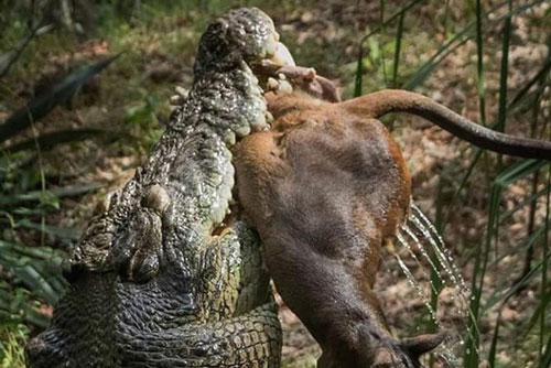 Vào đầm lầy uống nước, Kangaroo bị tập kích bất ngờ: Kẻ đi săn dùng đòn kinh điển gì để kết liễu mạng nó?