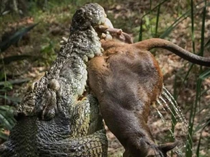 Vào đầm lầy uống nước, Kangaroo bị tập kích bất ngờ: Kẻ đi săn dùng đòn kinh điển gì để kết liễu mạng nó?