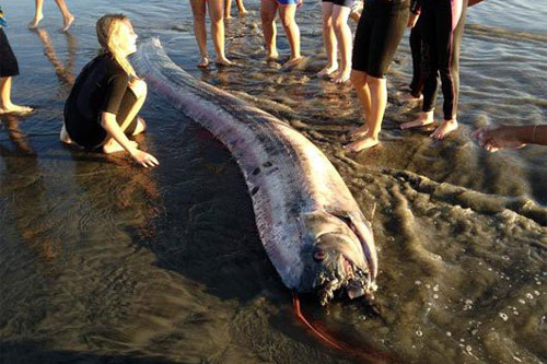 Loài cá nào có xương dài nhất thế giới?