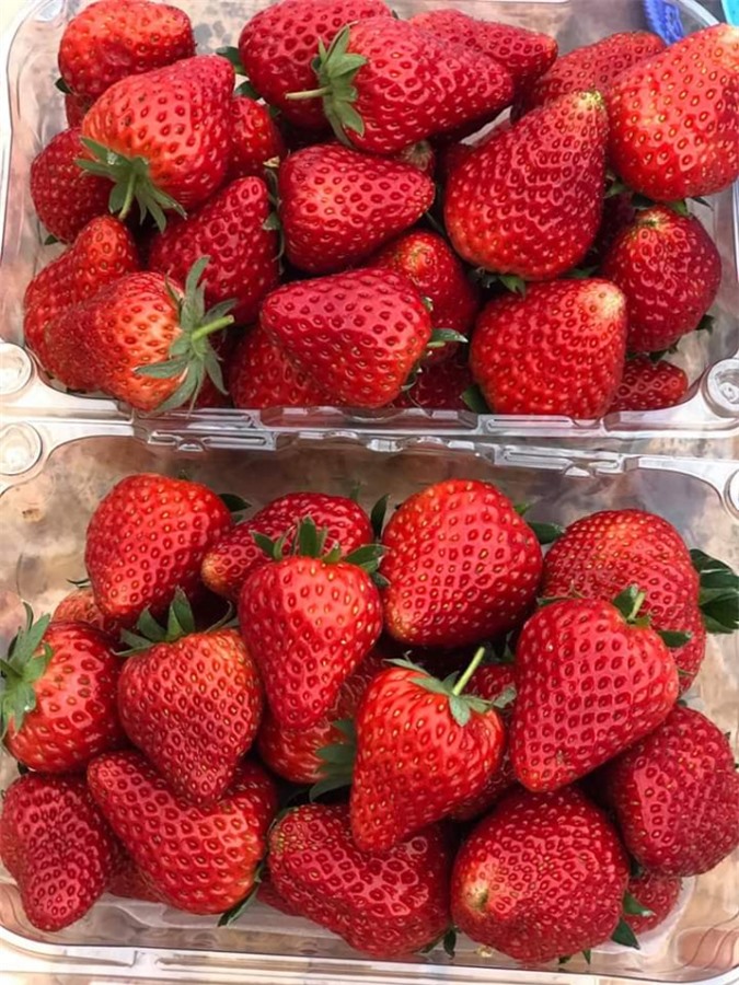 Những trái dâu chín ngọt được trồng theo hướng hữu cơ sinh học tại trang trại của chị Đoàn Thu Trà sắp tới sẽ được bày bán tại một số siêu thị như Big C, Lotte. Ảnh: nhân vật cung cấp.